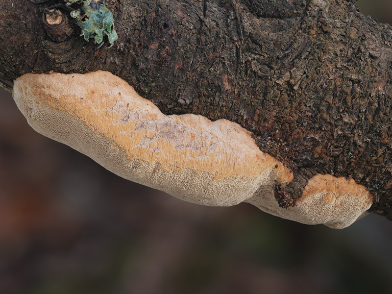 Phellinus pomaceus